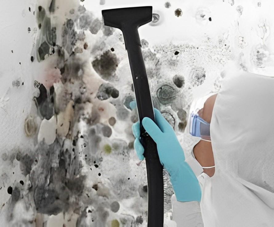 Mould Inspection